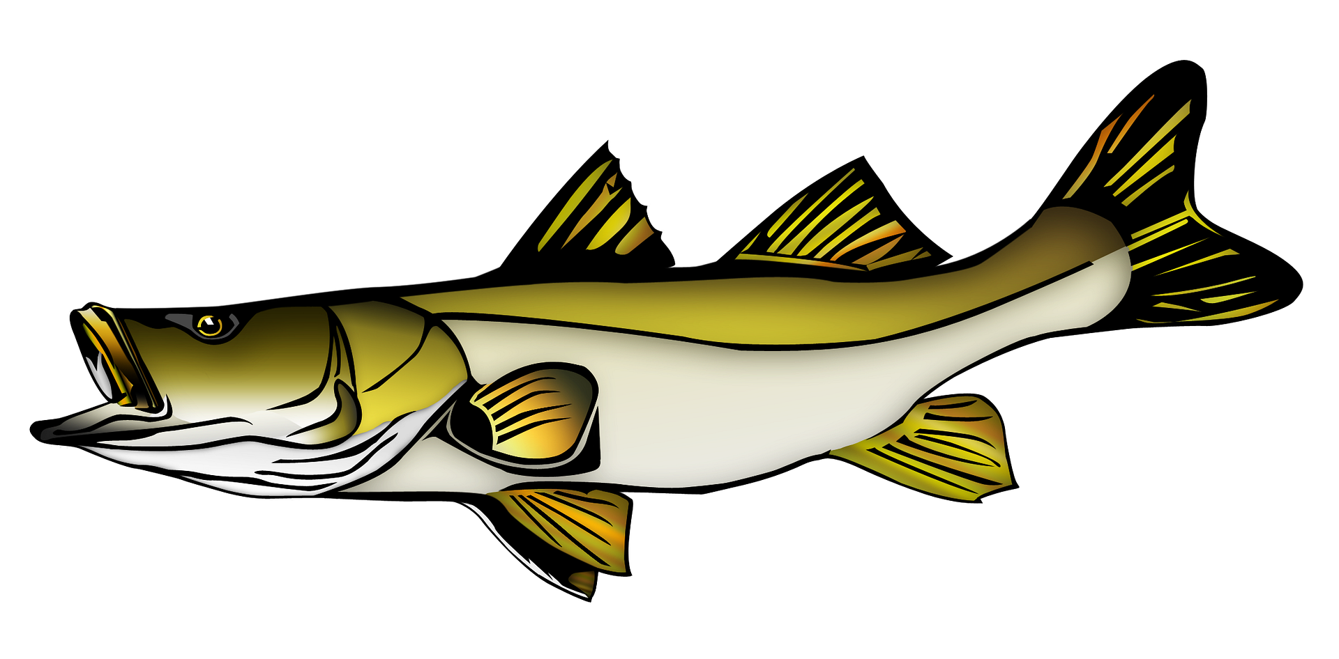 Scales And Tails Snook Vector Photo by creepingdeath90 Photobucket